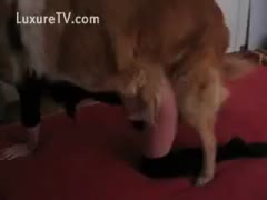 The dog gives it to the woman.